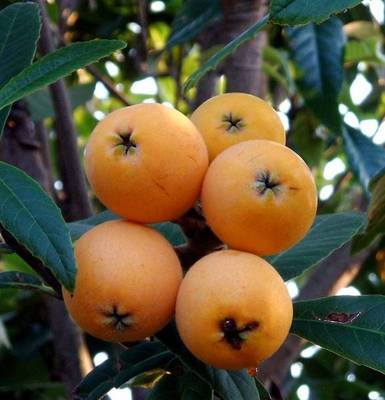 ERIOBOTRYA JAPONICA